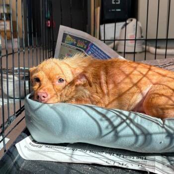 Suzie Sue Stray Hold 9/8 -  Mixed Breed Dog for Adoption in Huntington, West Virginia - Suzie Sue Stray Hold 9/8 | PetCurious