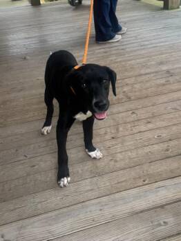Pit Bull Terrier and Black Labrador Retriever Dogs Available for Adoption in Oswego, Illinois - Foster Korey! | PetCurious