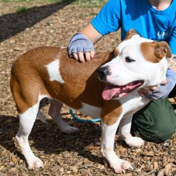 Mixed Breed Dogs Available for Adoption in Chamblee, Georgia - Monique- IN FOSTER | PetCurious