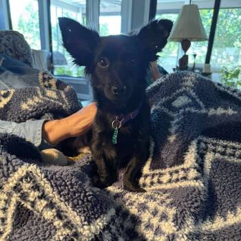 Rescue Terrier and Chihuahua Dogs for Adoption in Houston, Texas - Heath | PetCurious