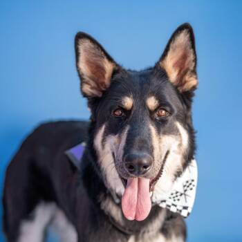 Cub Koda -  German Shepherd Dog Dog for Adoption in Denver, Colorado - Cub Koda | PetCurious