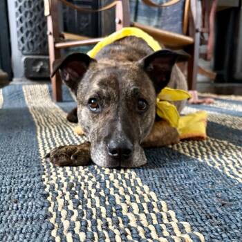 Harry -  Mixed Breed Dog for Adoption in New York, New York - Harry | PetCurious