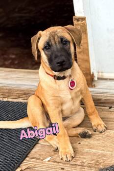 Abigail -  Shar Pei and Black Mouth Cur Dog for Adoption in Branson, Missouri - Abigail | PetCurious