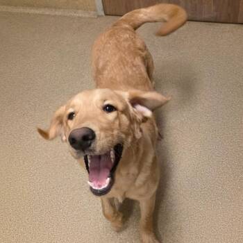 Star Lord -  Retriever and Mixed Breed Dog for Adoption in Northbrook, Illinois - Star Lord | PetCurious