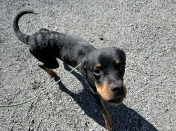 Rottweiler Dogs Available for Adoption - Brewster | PetCurious