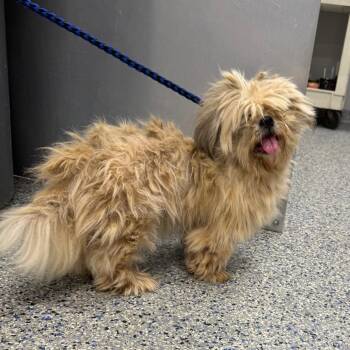 Fiona -  Mixed Breed Dog for Adoption in Greenville, South Carolina - Fiona | PetCurious