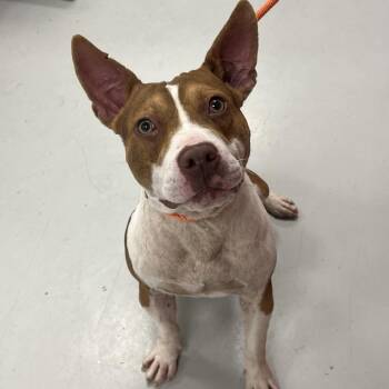 Pit Bull Terrier and Mixed Breed Dogs Available for Adoption - Tommy | PetCurious