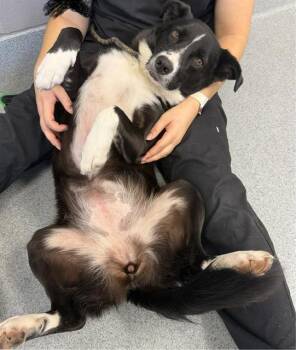 NEZUKO -  Border Collie and Mixed Breed Dog for Adoption in Indianapolis, Indiana - NEZUKO | PetCurious