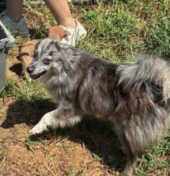 Pepper -  Australian Shepherd and Pomeranian Dog for Adoption in Washington, District Of Columbia - Pepper | PetCurious