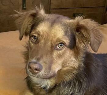 Australian Shepherd Dogs Available for Adoption - Olivia | PetCurious