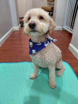 Rhett -  Miniature Poodle Dog for Adoption in Piedmont, California - Rhett | PetCurious