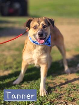 Australian Shepherd and Great Pyrenees Dogs Available for Adoption in Walthill, Nebraska - Tanner | PetCurious