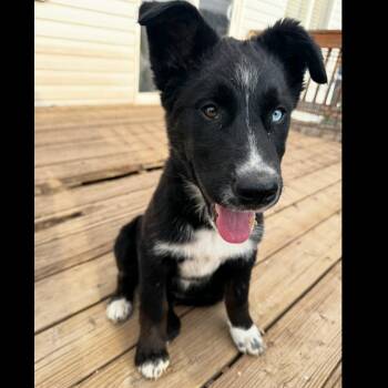Mixed Breed Dogs Available for Adoption in Park City, Utah - Liberty | PetCurious
