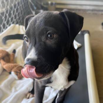 Mixed Breed Dogs Available for Adoption in Redwood Valley, California - Coho | PetCurious