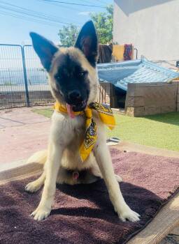 Winston -  Siberian Husky Dog for Adoption in Palm Desert, California - Winston | PetCurious