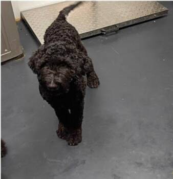 Gibby -  Labradoodle and Black Labrador Retriever Dog for Adoption in Boulder, Colorado - Gibby | PetCurious