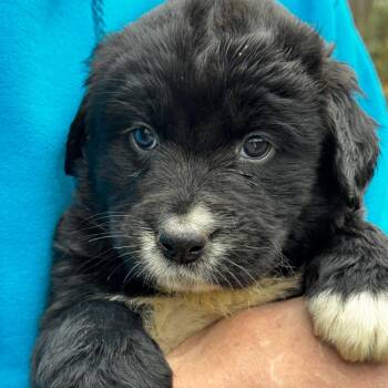 Rescue Mixed Breed Dogs for Adoption in Stormville, New York - NY Dede Avail Nov 30 (Choice Pet Carmel) | PetCurious