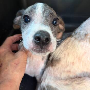 blaze -  Catahoula Leopard Dog Dog Available for Adoption in Parrish, Alabama - Blaze | PetCurious