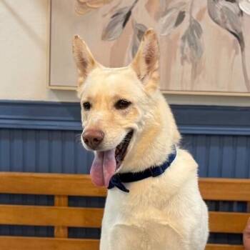 Husky and German Shepherd Dog Dogs Available for Adoption in Friendswood, Texas - Tony Freeborough | PetCurious