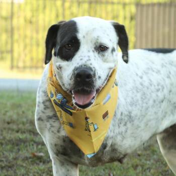 Kenai -  Mixed Breed Dog for Adoption in Columbia, South Carolina - Kenai | PetCurious