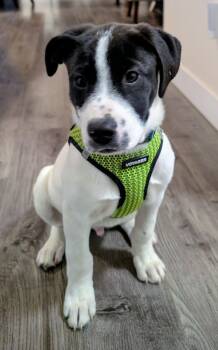 Rescue Labrador Retriever and Collie Dogs for Adoption in Woodstock, Ontario - Aries | PetCurious