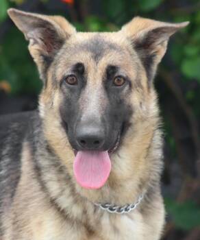 German Shepherd Dog Dogs Available for Adoption in Los Angeles, California - Siouxsie Von Stendal | PetCurious