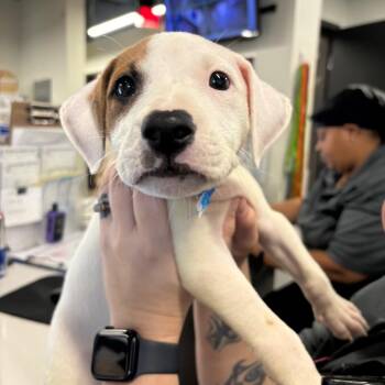 Miko -  Terrier and Rottweiler Dog for Adoption in Tampa, Florida - Miko | PetCurious