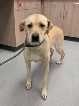 Wilma -  Labrador Retriever and Mixed Breed Dog for Adoption in Chillicothe, Ohio - Wilma | PetCurious