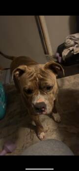 Rescue Pit Bull Terrier Dogs for Adoption in Chesapeake Beach, Maryland - Nala | PetCurious