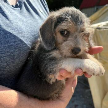 Louie -  Beagle and Cairn Terrier Dog for Adoption in Sequatchie, Tennessee - Louie | PetCurious