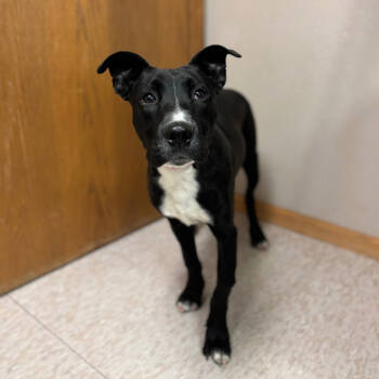 Rescue Pit Bull Terrier Dogs for Adoption in Fargo, North Dakota - Wilson--In Foster | PetCurious