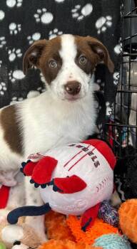 Australian Shepherd Dogs Available for Adoption in Cottonwood, Arizona - Brady | PetCurious