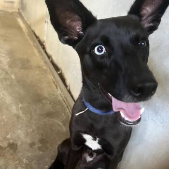 Ace (Sherman) -  Shepherd and Mixed Breed Dog for Adoption in Edinburg, Texas - Ace (Sherman) | PetCurious