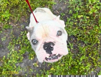 Mixed Breed Dogs Available for Adoption in West Palm Beach, Florida - LUFFY | PetCurious