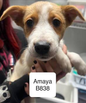 Rescue Australian Shepherd and Jack Russell Terrier Dogs for Adoption in Morganton, North Carolina - Amaya | PetCurious
