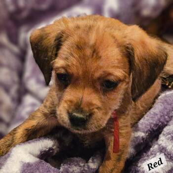 Red -  Beagle Dog for Adoption in Lafayette, California - Red | PetCurious