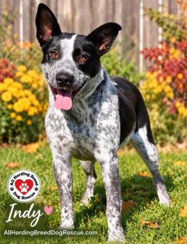 Indy -  Cattle Dog Dog for Adoption in Joliet, Illinois - Indy | PetCurious