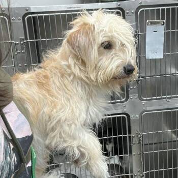 Cheese Doodle -  Mixed Breed Dog for Adoption in Fredericksburg, Virginia - Cheese Doodle | PetCurious