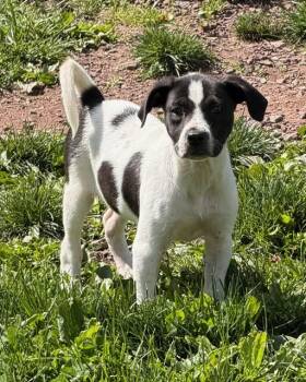 Polly -  Labrador Retriever and Hound Dog Available for Adoption - Polly | PetCurious