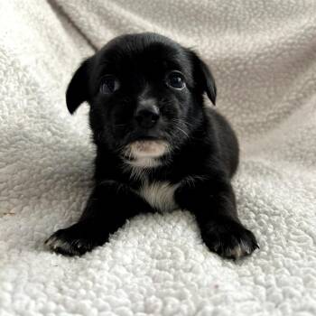 Mixed Breed Dogs Available for Adoption in Helena, Alabama - Miracle | PetCurious