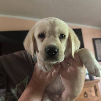 Labrador Retriever and Hound Dogs Available for Adoption in San Antonio, Texas - Kane | PetCurious