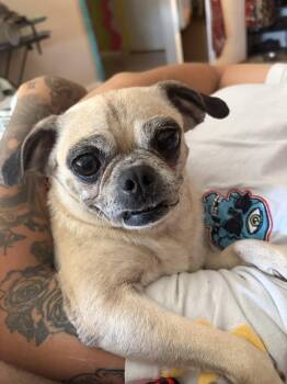 FIONA #4 -  Pug and Chihuahua Dog for Adoption in Chandler, Arizona - FIONA #4 | PetCurious