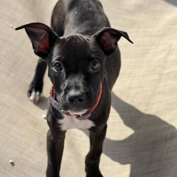 Josie -  Black Labrador Retriever and Mixed Breed Dog for Adoption in St. Peters, Missouri - Josie | PetCurious