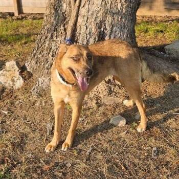 Rescue German Shepherd Dog Dogs for Adoption in Lucas, Texas - Anna | PetCurious