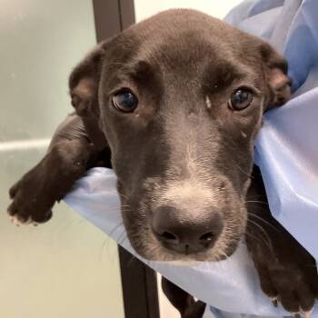 Rescue Mixed Breed Dogs for Adoption in Abilene, Texas - Bailey | PetCurious