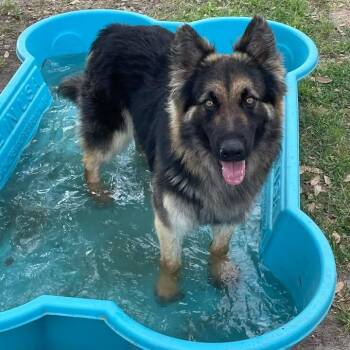 German Shepherd Dog and Mixed Breed Dogs Available for Adoption in Buchanan Dam, Texas - Aggie | PetCurious