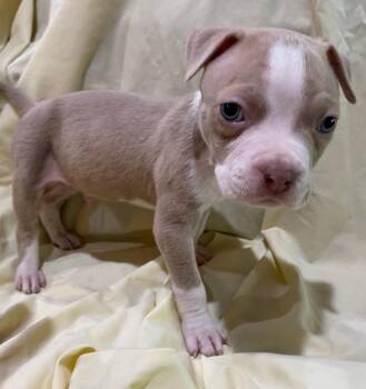 Sun Bear (Bear x10 (5)) -  Terrier Dog for Adoption in Hartsville, South Carolina - Sun Bear (Bear X10 (5)) | PetCurious