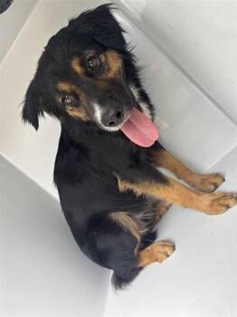 Australian Shepherd and Mixed Breed Dogs Available for Adoption in Houston, Texas - BILBO | PetCurious