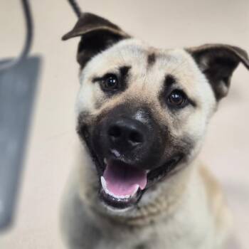 Mixed Breed Dogs Available for Adoption in Newark, New Jersey - Titan | PetCurious