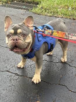 THEO -  French Bulldog Dog for Adoption in Margate, Florida - THEO | PetCurious